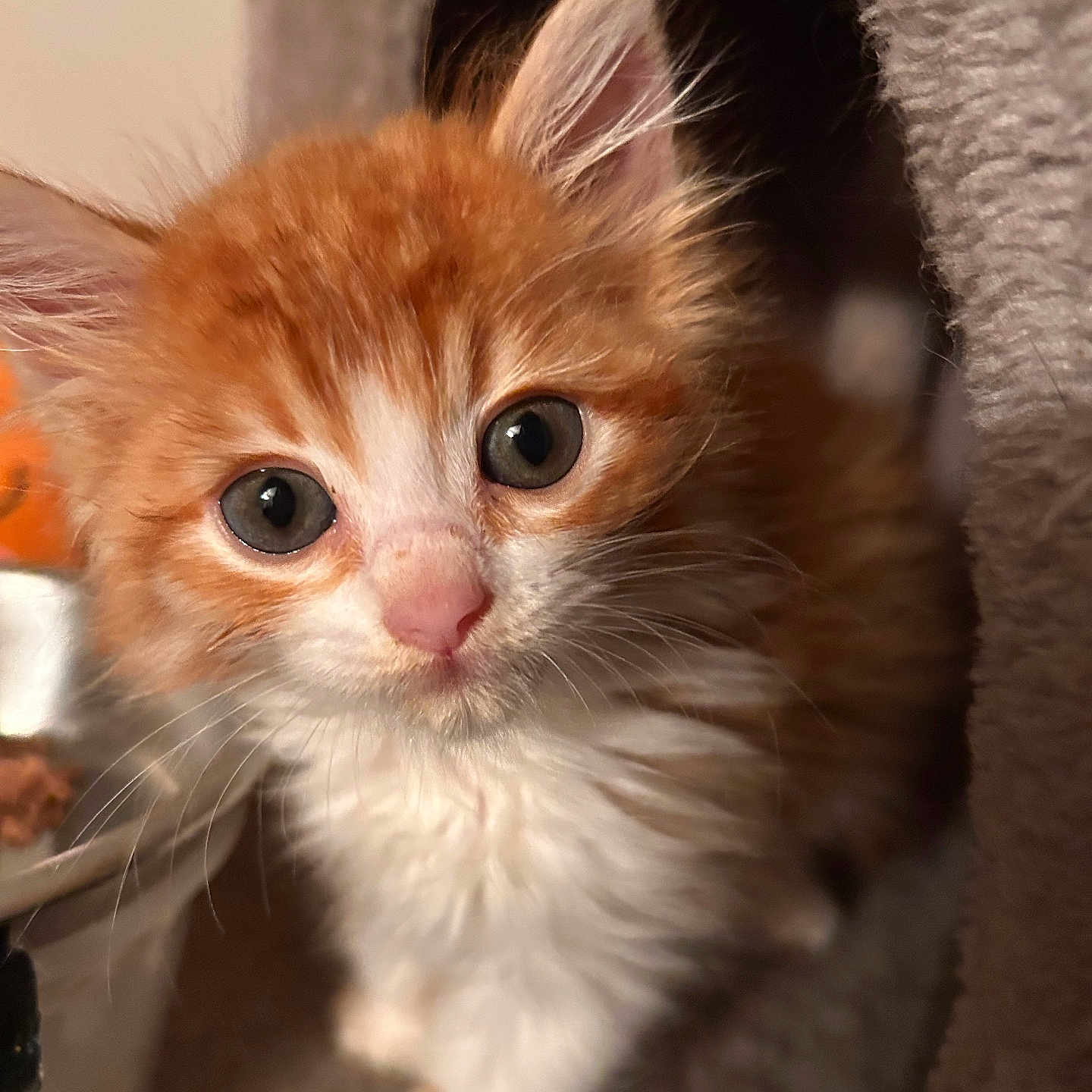 Lucky joined the competition — help win amazing prizes! animal, cat, cat_tree, close_up, curious, cute, domestic_cat, feline, fluffy, fur, indoor, kitten, orange_cat, pet, pink_nose, soft_lighting, whiskers, white_fur, wide_eyes, young