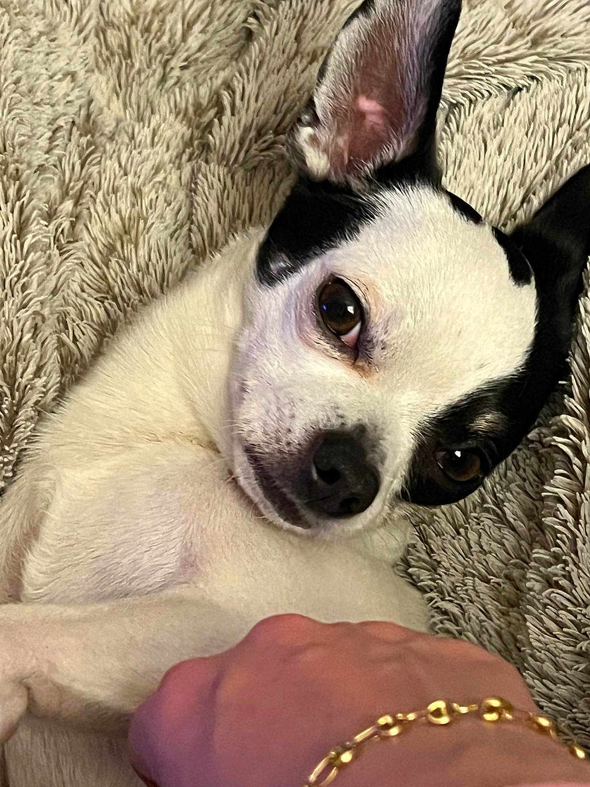 Trésor participe au concours pour gagner de l'argent avec cette photo : accessories, animal, anklet, bear, blanket, bostonbull, bulldog, canine, chihuahua, dog, hound, jewelry, ornament, pet, puppy, rat, ring, rodent, snout, whitedog