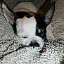 Trésor a rejoint le concours — aidez-le/la à gagner de superbes lots ! animal, ball, blanket, bostonbull, bulldog, canine, chihuahua, dog, frenchbulldog, hound, husky, person, pet, pitbull, pointer, puppy, quilt, sleeping, snout, terrier