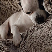 Trésor participe au concours pour gagner de l'argent avec cette photo : animal, beagle, blanket, bulldog, canine, chihuahua, dog, frenchbulldog, furniture, homedecor, hound, husky, linen, person, pet, pitbull, puppy, quilt, sleeping, snout