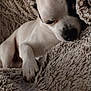 animal, beagle, blanket, bulldog, canine, chihuahua, dog, frenchbulldog, furniture, homedecor, hound, husky, linen, person, pet, pitbull, puppy, quilt, sleeping, snout