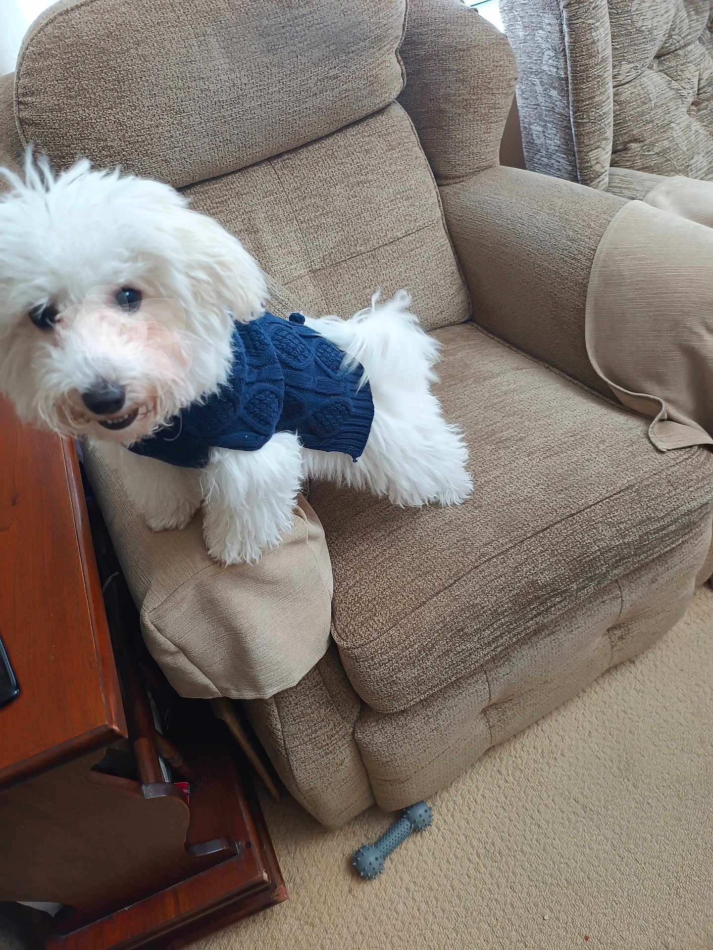 Bonnie is registered to the contest to win money with this photo: dog, white_dog, sweater, couch, armrest, carpet, toy, indoor, pet, furniture, cozy, curious, small_dog, living_room, beige, textured_fabric, home, companion, cute, fluffy