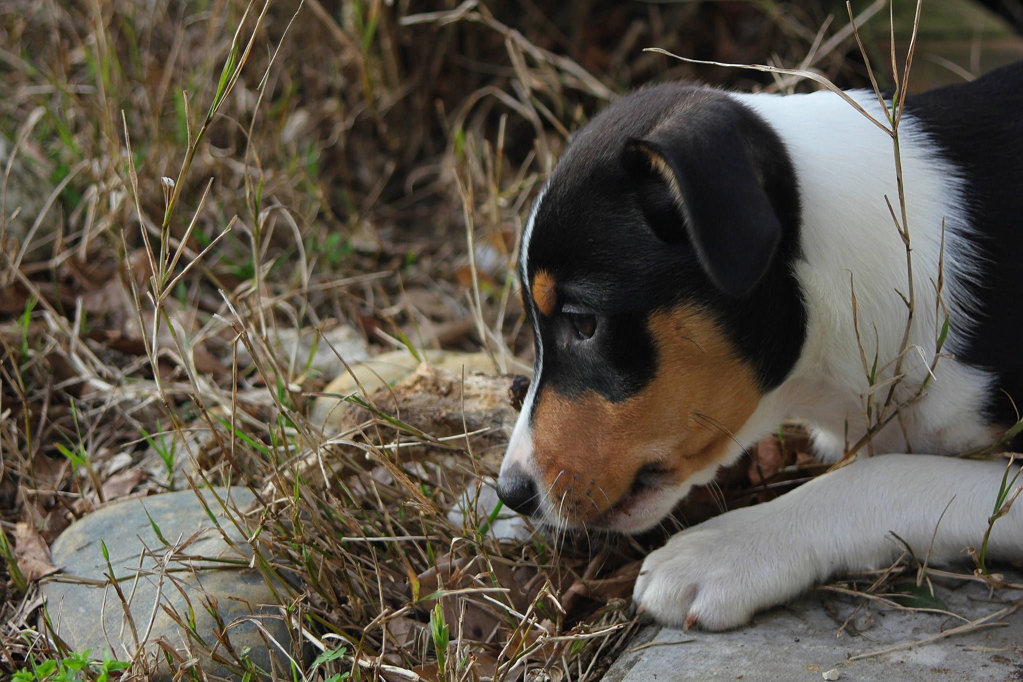 Urban a rejoint le concours — aidez-le/la à gagner de superbes lots ! canidae, carnivore, chilean_fox_terrier, collar, companion_dog, dog, dog_breed, grass, hound, irishjacks, plant, puppy, scent_hound, snout, sporting_group, tail, terrestrial_animal, terrier, whiskers, working_animal