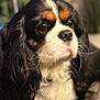 dog, cavalier_king_charles_spaniel, close_up, portrait, pet, animal, fur, whiskers, black, white, brown, long_ears, cute, domestic_animal, mammal, companion, looking_away, soft_light, indoor, calm