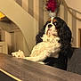 dog, cavalier_king_charles_spaniel, pet, indoor, table, wooden_table, fur, black, white, brown, long_ears, animal, sitting, paw, chair, wallpaper, flower_vase, decor, portrait, cute