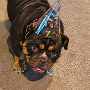 Xena joined the competition — help win amazing prizes! adorable, animal, black, brown, canine, carpet, celebration, closeup, companion, cute, dog, domestic, ears, fur, indoor, looking_up, party_hat, pet, snout, tongue