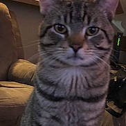 Clover joined the competition — help win amazing prizes! animal, calm, cat, closeup, couch, domestic, ears, eyes, face, fur, furniture, household, indoor, mammal, pet, sitting, striped, tabby_cat, table, whiskers