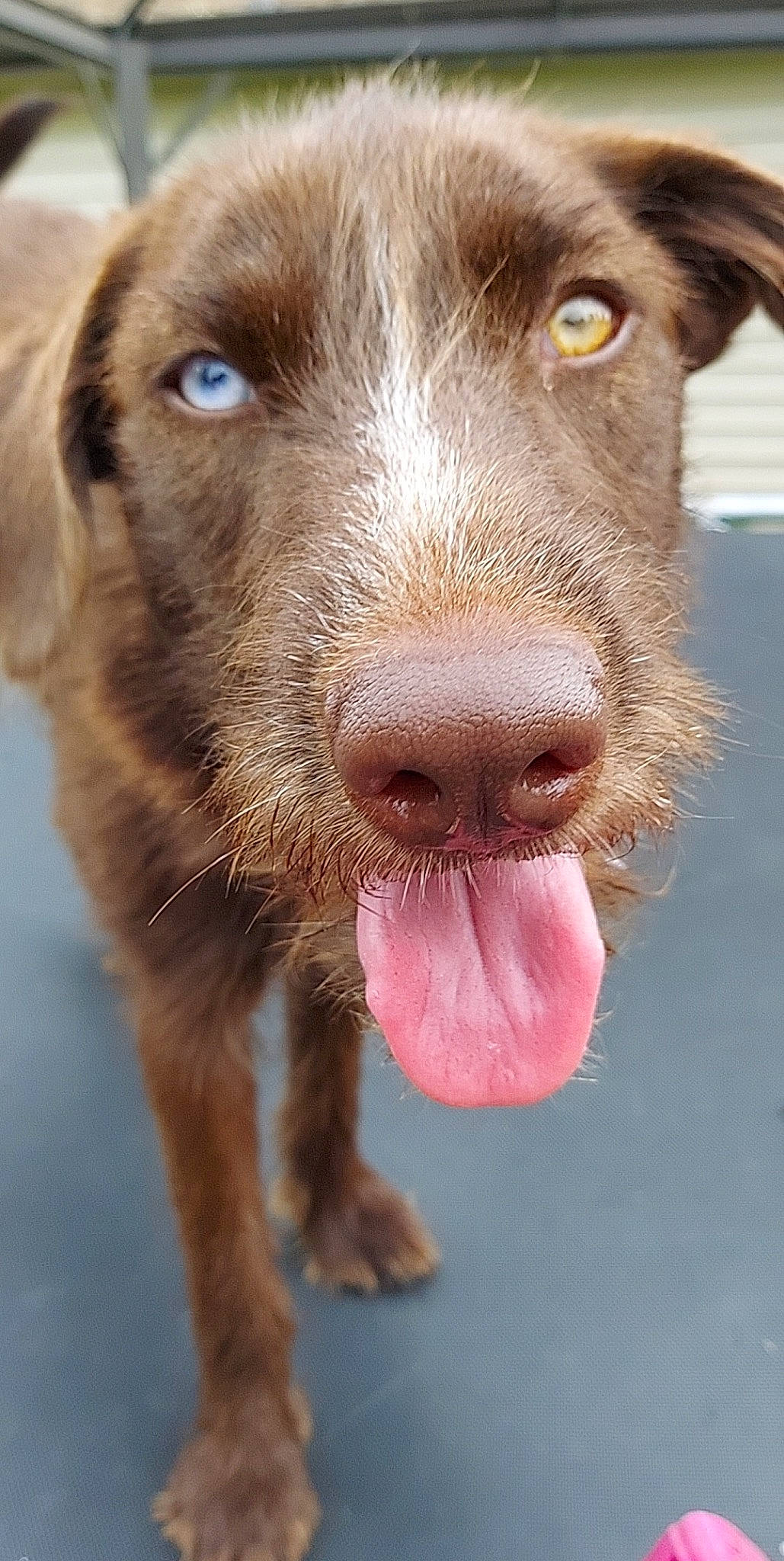 Princess joined the competition — help win amazing prizes! borador, canidae, carnivore, close_up, companion_dog, dog, dog_breed, dog_collar, fur, gun_dog, hunting_dog, liver, photography, pointing_breed, retriever, snout, sporting_group, terrestrial_animal, whiskers, working_animal