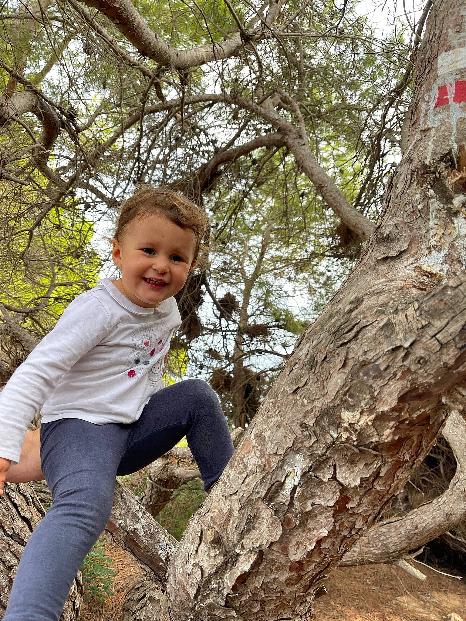 Ruby participe au concours pour gagner de l'argent avec cette photo : boot, branch, child, deciduous, forest, fun, grass, happy, joy, leisure, people_in_nature, person, plant, smile, soil, toddler, tree, trunk, twig, wood