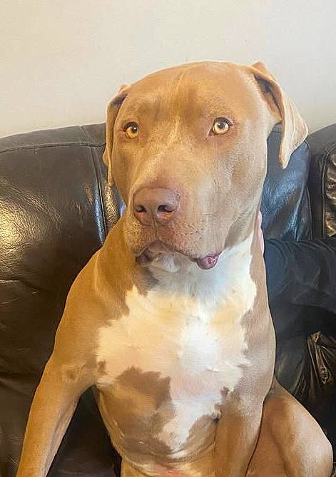 Chunk is registered to the contest to win money with this photo: ancient_dog_breeds, canidae, carnivore, companion_dog, dog, dog_breed, dog_collar, fawn, fur, german_shorthaired_pointer, hunting_dog, liver, molosser, non_sporting_group, snout, sporting_group, whiskers, wood, working_animal