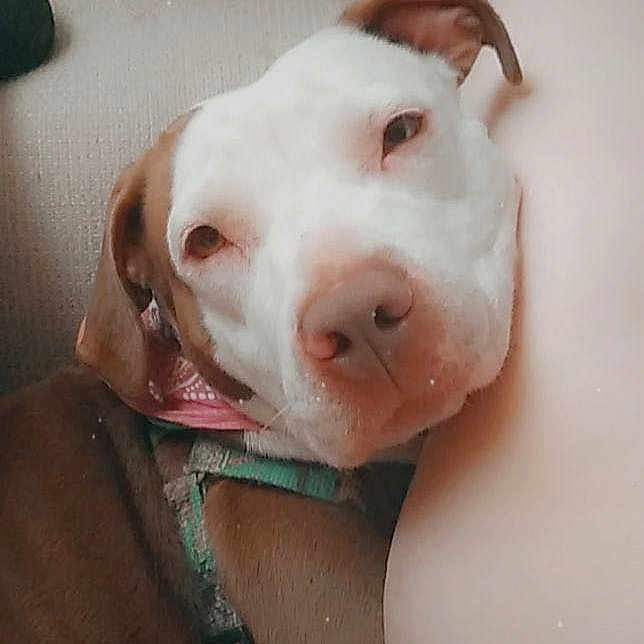 Nala