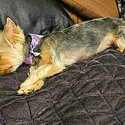 Nova joined the competition — help win amazing prizes! dog, sleeping, small_dog, yorkshire_terrier, bandana, purple_bandana, quilted_blanket, black_blanket, brown_cushion, couch, pet, fur, paw, cute, resting, indoors, cozy, relaxation, animal, companion