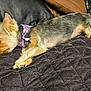 dog, sleeping, small_dog, yorkshire_terrier, bandana, purple_bandana, quilted_blanket, black_blanket, brown_cushion, couch, pet, fur, paw, cute, resting, indoors, cozy, relaxation, animal, companion