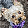 Nova is registered to the contest to win money with this photo: dog, small_dog, pet, bandana, purple_bandana, fur, close_up, carpet, indoor, cute, animal, canine, looking_up, face, ears, whiskers, nose, eyes, adorable, friendly