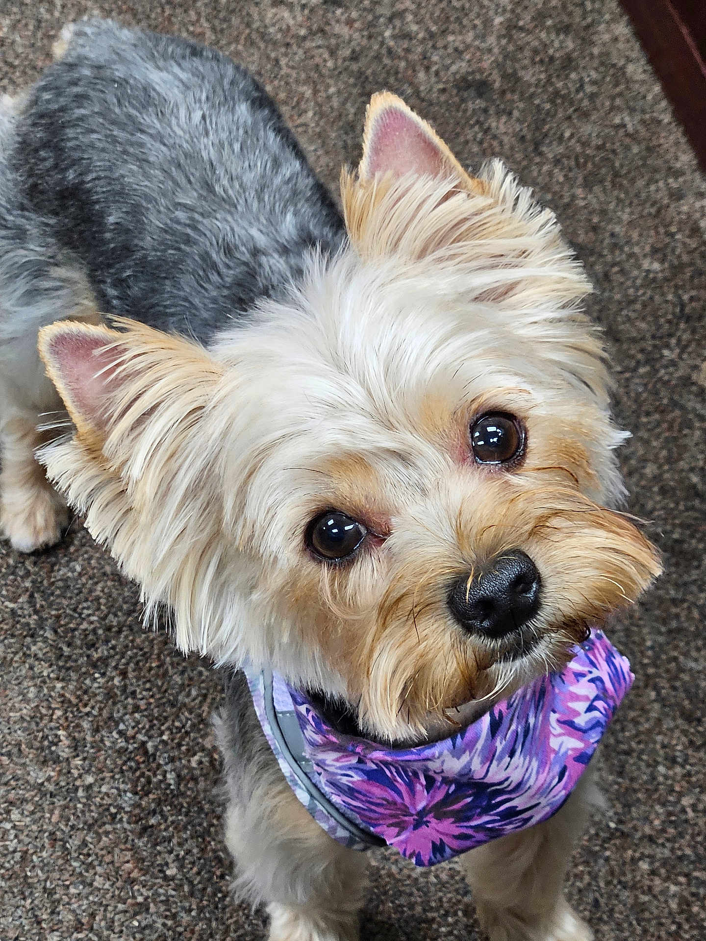 Nova is registered to the contest to win money with this photo: dog, small_dog, pet, bandana, purple_bandana, fur, close_up, carpet, indoor, cute, animal, canine, looking_up, face, ears, whiskers, nose, eyes, adorable, friendly