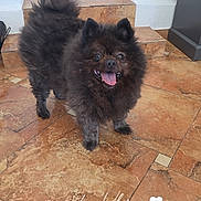 Hélios a rejoint le concours — aidez-le/la à gagner de superbes lots ! dog, small_dog, fluffy, black_fur, tongue_out, happy, smiling, portrait, standing, indoors, tile_floor, terracotta, doorway, entryway, home, pet, animal, ears, tail, text_overlay