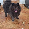 animal, black_fur, dog, doorway, ears, entryway, fluffy, happy, home, indoors, pet, portrait, small_dog, smiling, standing, tail, terracotta, text_overlay, tile_floor, tongue_out