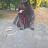 Hélios a rejoint le concours — aidez-le/la à gagner de superbes lots ! dog, fluffy_dog, black_dog, small_dog, spitz, sitting, tongue_out, happy, harness, leash, outdoor, park, woodland, trees, nature, stone, path, sunlight, portrait, pet
