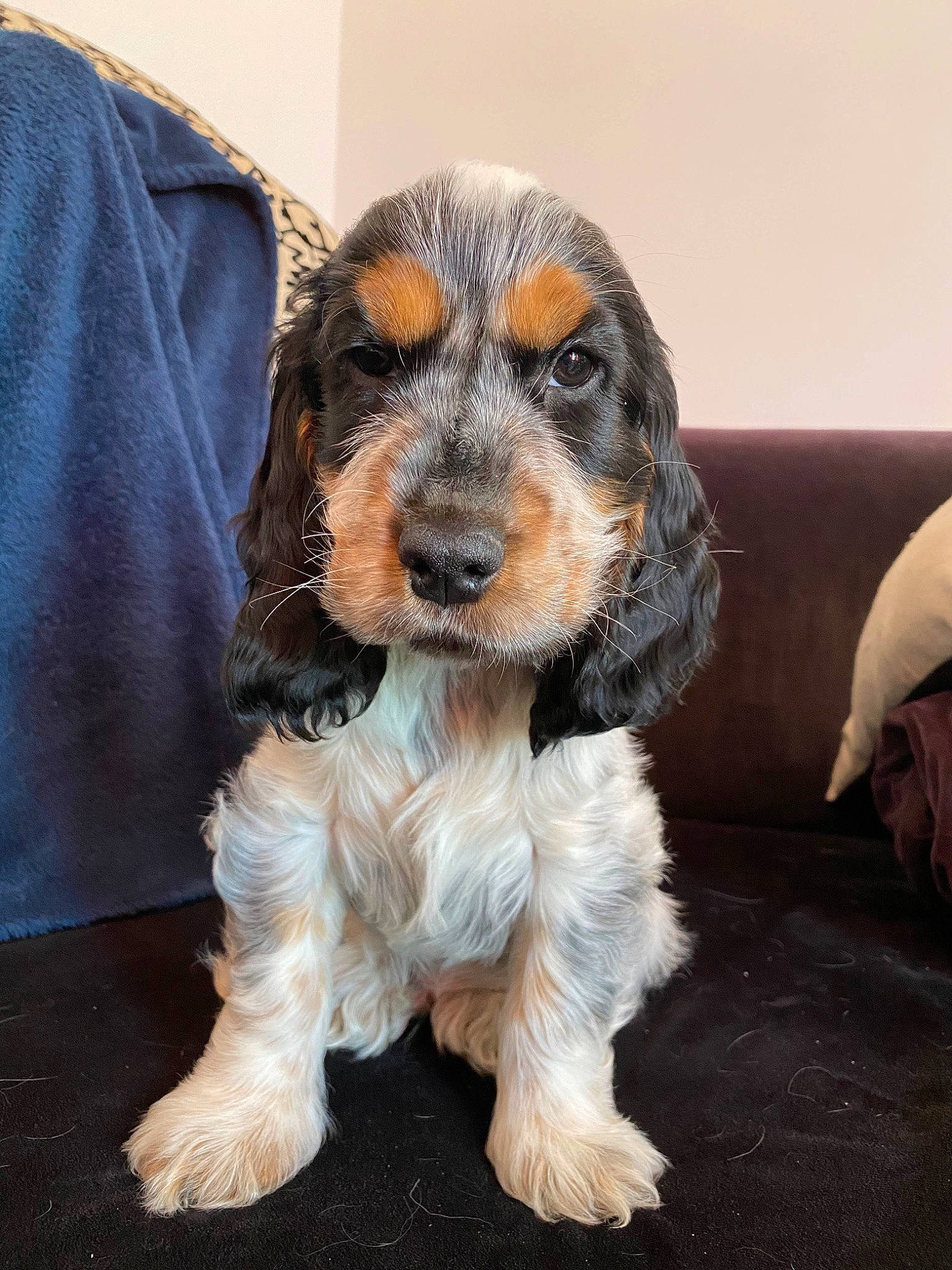 Jasko a rejoint le concours — aidez-le/la à gagner de superbes lots ! american_cocker_spaniel, canidae, carnivore, cocker_spaniel, companion_dog, dog, dog_breed, english_cocker_spaniel, mammal, puppy, rare_breed_dog, snout, spaniel, sporting_group, vertebrate