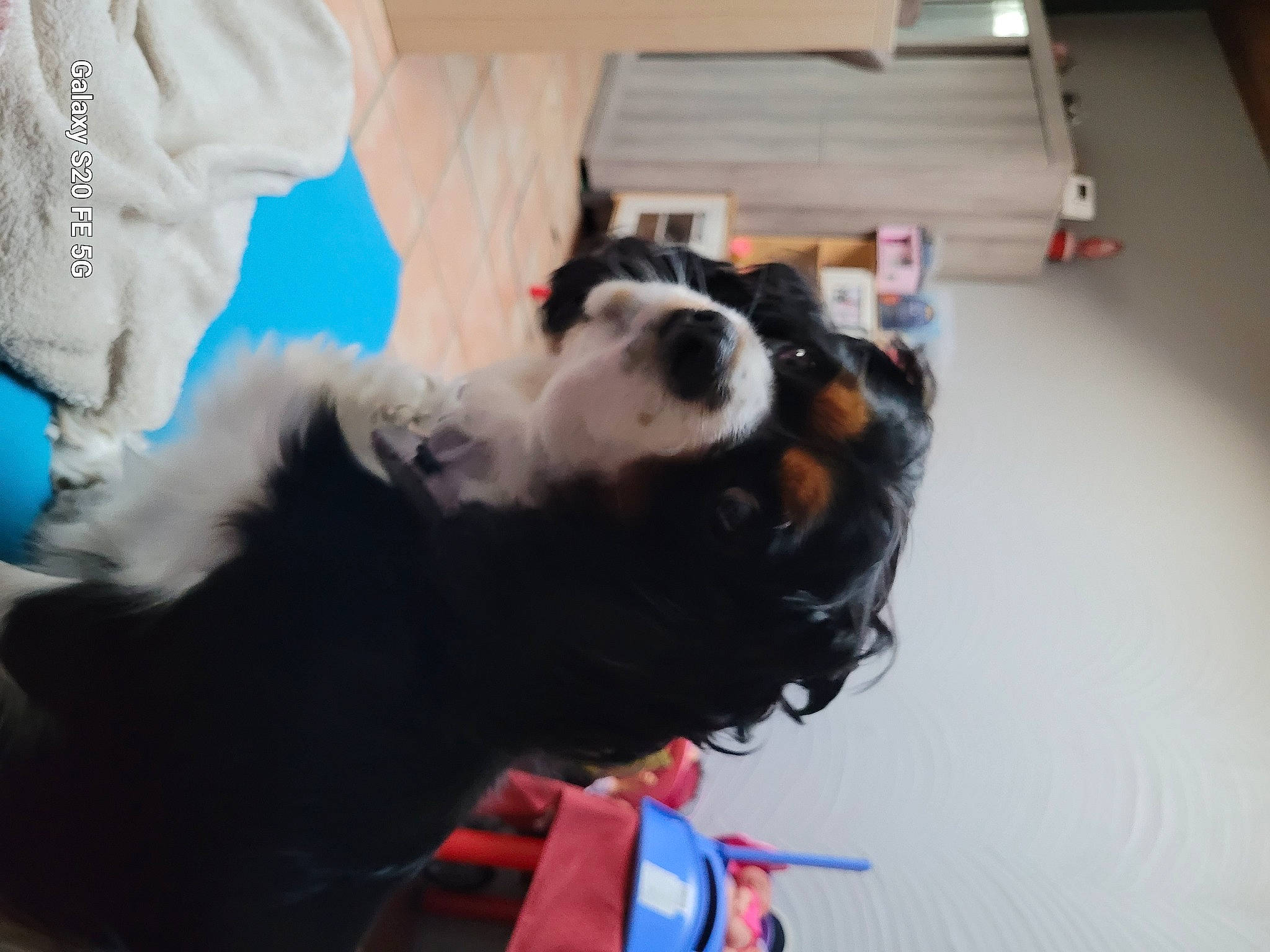 Praline participe au concours pour gagner de l'argent avec cette photo : canidae, carnivore, collar, comfort, companion_dog, costume, dog, dog_breed, felidae, fun, fur, hardwood, non_sporting_group, paw, small_to_medium_sized_cats, snout, sporting_group, tail, whiskers, working_animal