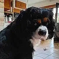 Praline a rejoint le concours — aidez-le/la à gagner de superbes lots ! canidae, carnivore, companion_dog, dog, dog_breed, fang, fur, liver, non_sporting_group, snout, sporting_group, terrestrial_animal, water_dog, whiskers, working_animal, working_dog