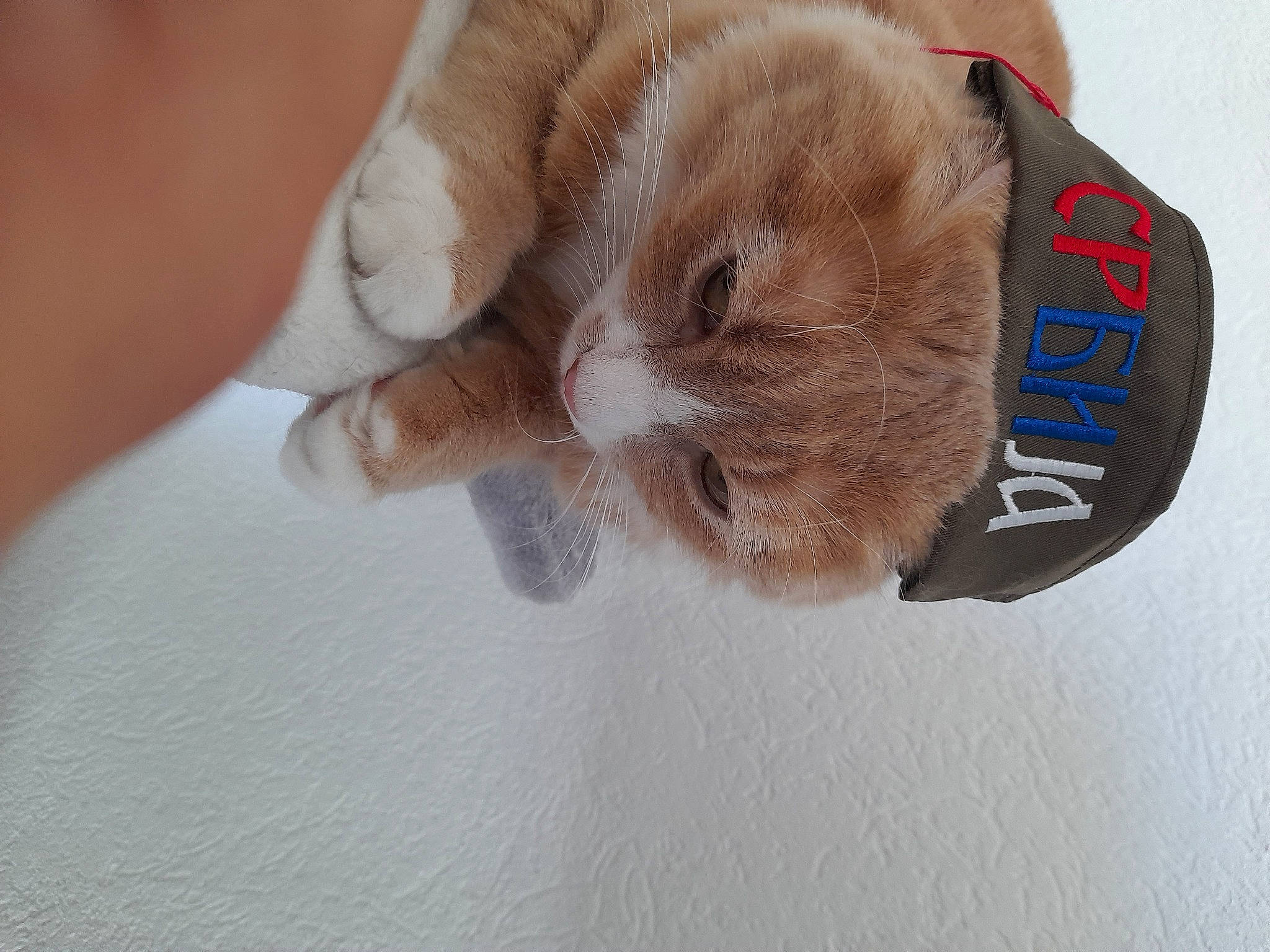 Wilo participe au concours pour gagner de l'argent avec cette photo : canidae, carnivore, cat, cat_supply, claw, comfort, dog_breed, domestic_short_haired_cat, ear, fawn, felidae, fur, paw, plush, sleeve, small_to_medium_sized_cats, snout, stuffed_toy, tail, whiskers