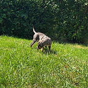 Pacha participe au concours pour gagner de l'argent avec cette photo : animal, bush, canine, daylight, dog, exploring, field, grass, greenery, harness, leaves, nature, outdoor, park, pet, playful, summer, sunlight, tree, young_dog
