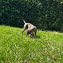animal, bush, canine, daylight, dog, exploring, field, grass, greenery, harness, leaves, nature, outdoor, park, pet, playful, summer, sunlight, tree, young_dog