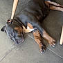 Pacha a rejoint le concours — aidez-le/la à gagner de superbes lots ! animal, black, brown, calm, canine, dog, floor, furniture, home, indoor, legs, paw, pet, quiet, relaxed, resting, sleeping, tile, white, wooden