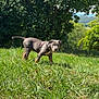 Pacha participe au concours pour gagner de l'argent avec cette photo : alert, animal, canine, curious, daytime, dog, field, grass, greenery, harness, landscape, leafy, nature, outdoor, pet, puppy, scenery, sunlight, trees, young