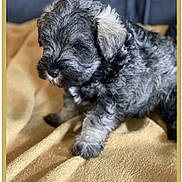 Aïko participe au concours pour gagner de l'argent avec cette photo : puppy, dog, pet, furry, curly_fur, gray_dog, small_dog, cute, animal, blanket, soft, indoors, sleepy, young_dog, adorable, paw, fur_texture, cozy, companion, portrait