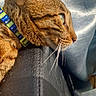 Xena participe au concours pour gagner de l'argent avec cette photo : cat, tabby, close_up, side_profile, collar, whiskers, fur, pet, indoor, sunlight, texture, black_surface, fabric_background, curious, resting, animal, mammal, domestic, portrait, warm_light