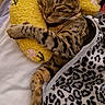 Xena a rejoint le concours — aidez-le/la à gagner de superbes lots ! cat, tabby, sleeping, yellow_pillow, blanket, leopard_print, cozy, pet, indoor, resting, cute, fur, animal, paw, whiskers, bed, soft, relaxed, domestic_cat, snuggling