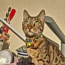 cat, tabby_cat, green_eyes, collar, pet, indoor, sunlight, decorative_pottery, pink_basket, household_items, striped_fur, whiskers, curious, pet_accessory, feline, domestic_animal, sitting, shadow, wall, closeup
