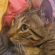 Xena a rejoint le concours — aidez-le/la à gagner de superbes lots ! cat, tabby, close_up, pet, feline, whiskers, fur, animal, resting, indoor, blanket, human_arm, comfort, cute, eyes, face, striped, relaxation, mammal, domestic