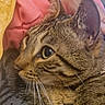 cat, tabby, close_up, pet, feline, whiskers, fur, animal, resting, indoor, blanket, human_arm, comfort, cute, eyes, face, striped, relaxation, mammal, domestic
