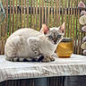 Bouba participe au concours pour gagner de l'argent avec cette photo : cat, blue_eyes, table, tablecloth, bamboo_fence, butterfly_ornament, decorative_shells, curious, animal, pet, indoor, feline, striped_tail, sitting, looking, closeup, domestic_cat, natural_light, ornament, background