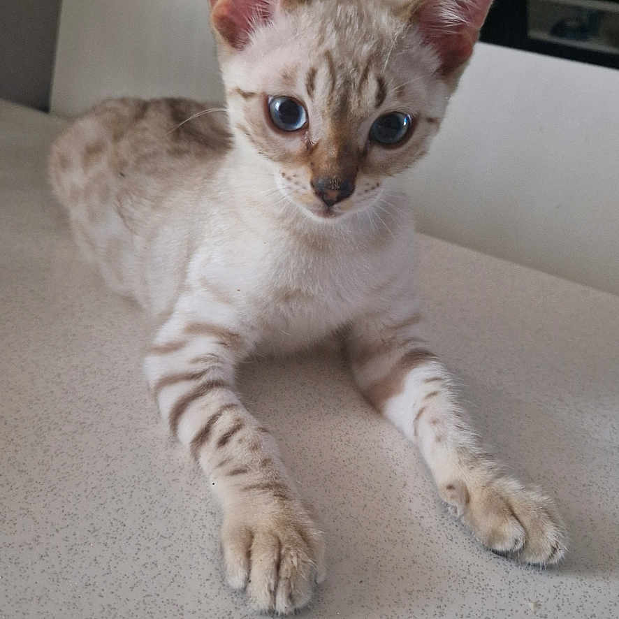 Bouba