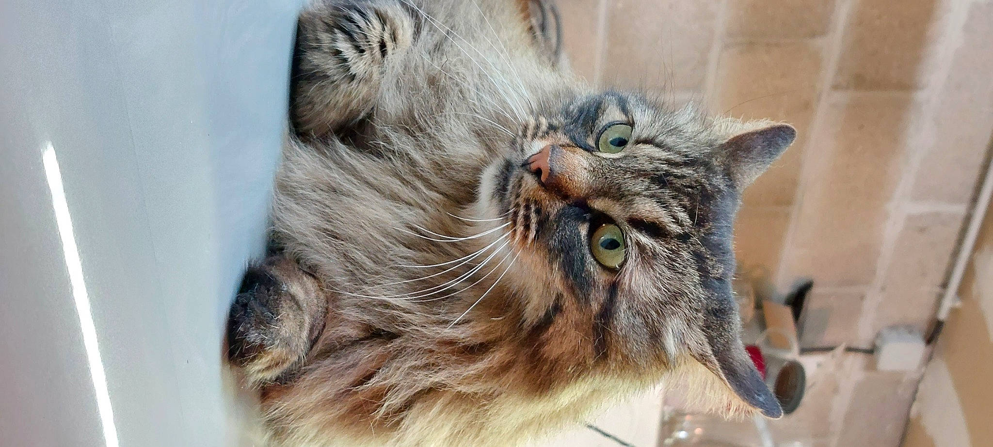 Simba