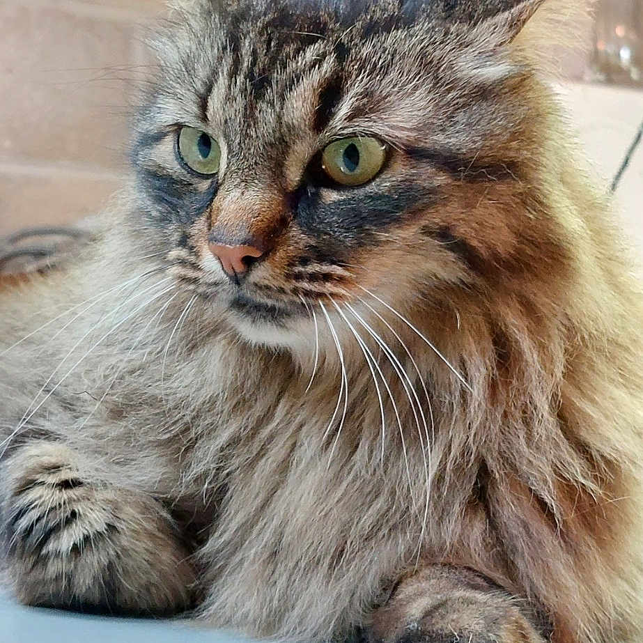 Simba