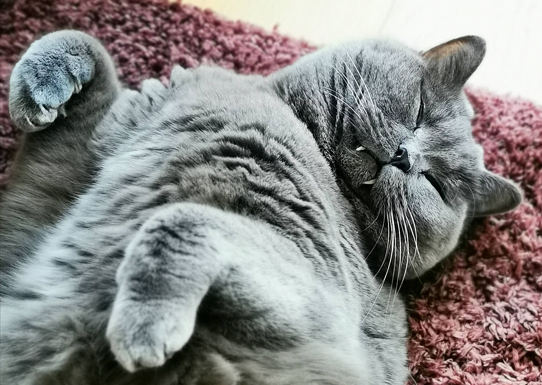 Bobine participe au concours pour gagner de l'argent avec cette photo : asian, british_shorthair, carnivore, cat, chartreux, domestic_short_haired_cat, european_shorthair, felidae, fur, kitten, mammal, nap, russian_blue, sleep, small_to_medium_sized_cats, snout, whiskers