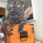 Nitro Suede is registered to the contest to win money with this photo: animal, cat, close_up, folded_ears, golden_eyes, gray_cat, home, indoor, leather, nose, orange_suitcase, paws, pet, photography, portrait, shallow_depth_of_field, sitting, travel, vintage_suitcase, whiskers