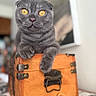 animal, cat, close_up, folded_ears, golden_eyes, gray_cat, home, indoor, leather, nose, orange_suitcase, paws, pet, photography, portrait, shallow_depth_of_field, sitting, travel, vintage_suitcase, whiskers