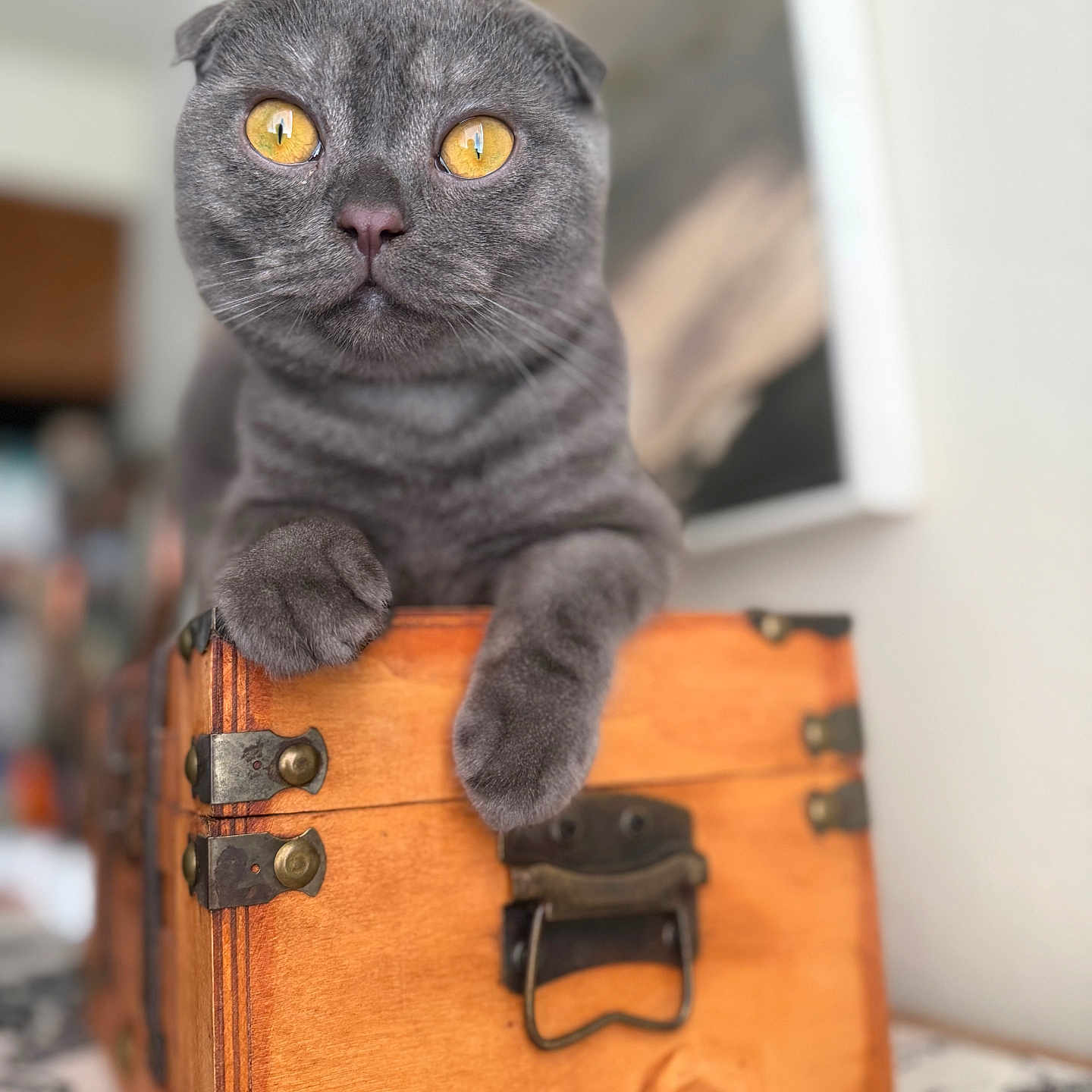 Nitro Suede is registered to the contest to win money with this photo: animal, cat, close_up, folded_ears, golden_eyes, gray_cat, home, indoor, leather, nose, orange_suitcase, paws, pet, photography, portrait, shallow_depth_of_field, sitting, travel, vintage_suitcase, whiskers