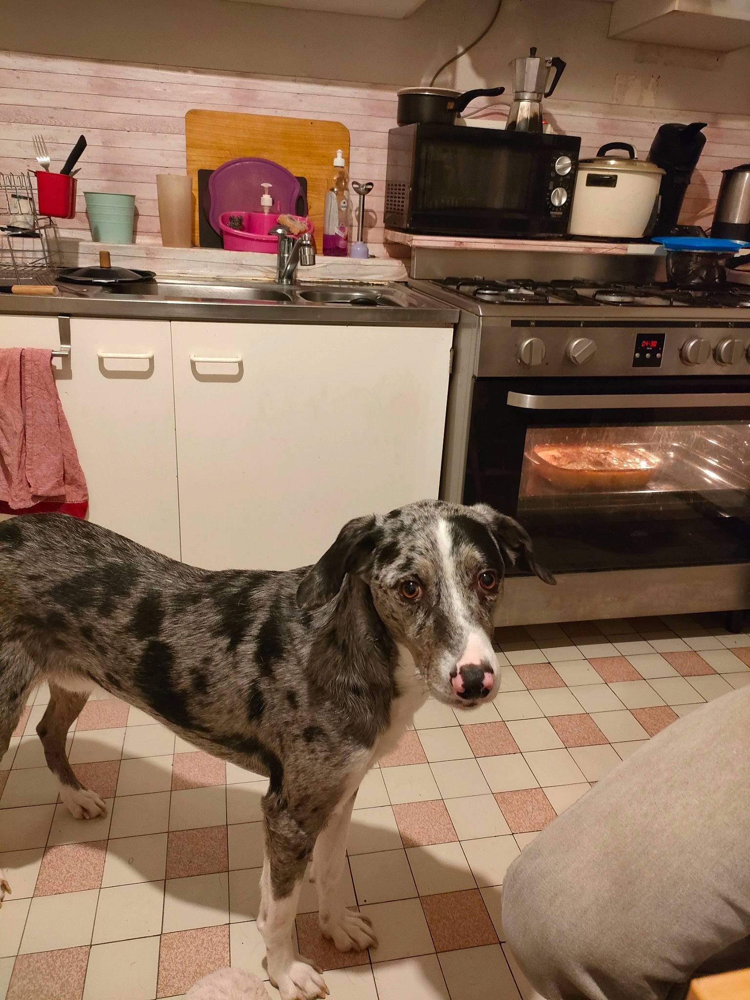 Bigot a rejoint le concours — aidez-le/la à gagner de superbes lots ! cabinetry, carnivore, companion_dog, cooktop, countertop, dog, dog_breed, fawn, floor, flooring, gas_stove, home_appliance, kitchen, kitchen_appliance, kitchen_stove, microwave_oven, snout, stove, wood, working_animal