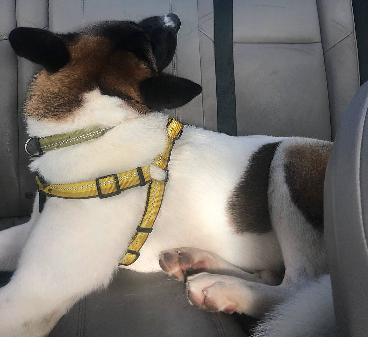 Odin is registered to the contest to win money with this photo: brazilian_terrier, canidae, carnivore, chilean_fox_terrier, companion_dog, danish_swedish_farmdog, dog, dog_breed, fox_terrier, mammal, miniature_fox_terrier, rat_terrier, ratonero_bodeguero_andaluz, smooth_fox_terrier, snout, sporting_group, teddy_roosevelt_terrier, tenterfield_terrier, toy_fox_terrier, vertebrate