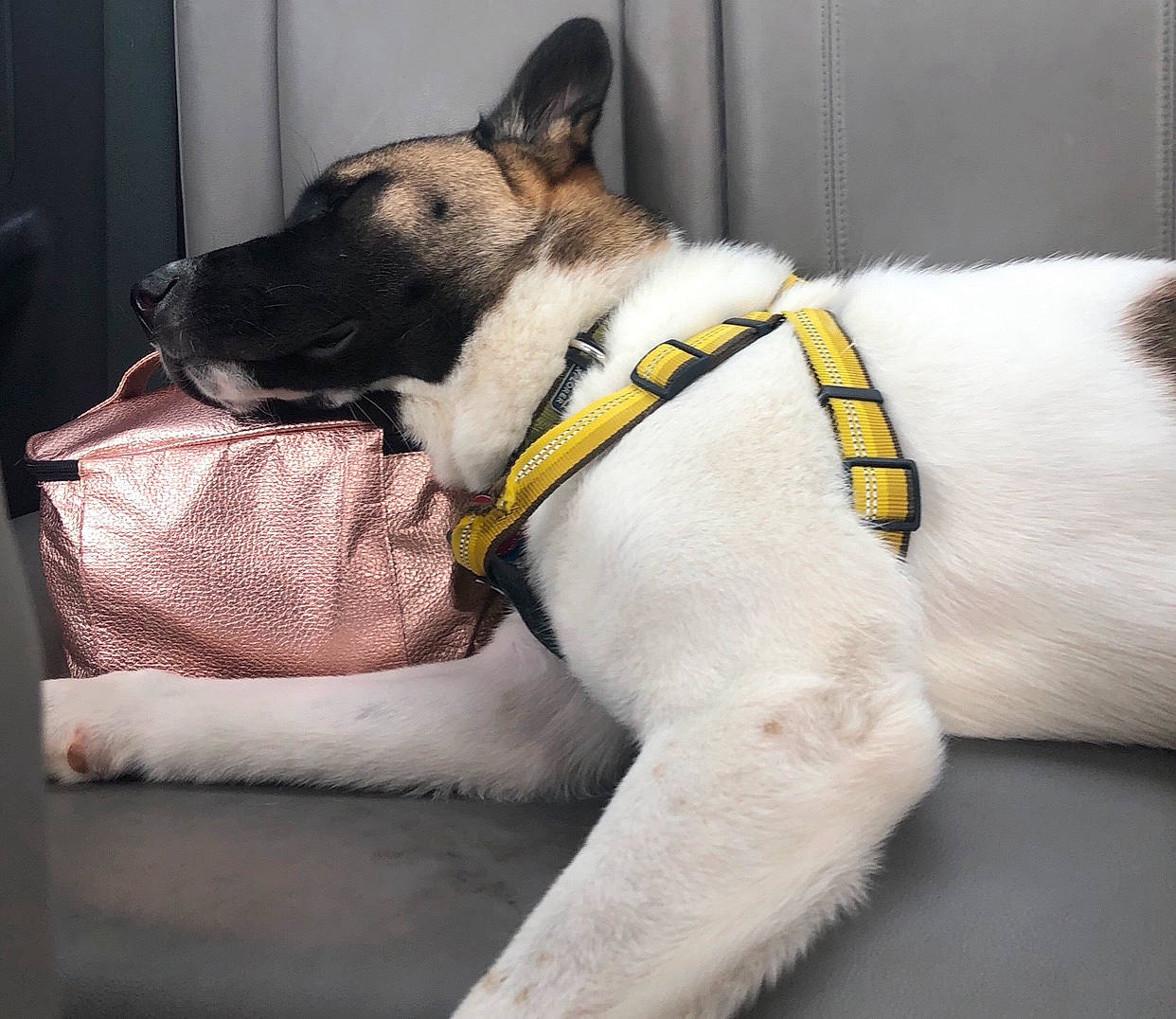 Odin is registered to the contest to win money with this photo: canidae, carnivore, collar, companion_dog, dog, dog_breed, dog_collar, ear, fawn, mammal, non_sporting_group, snout