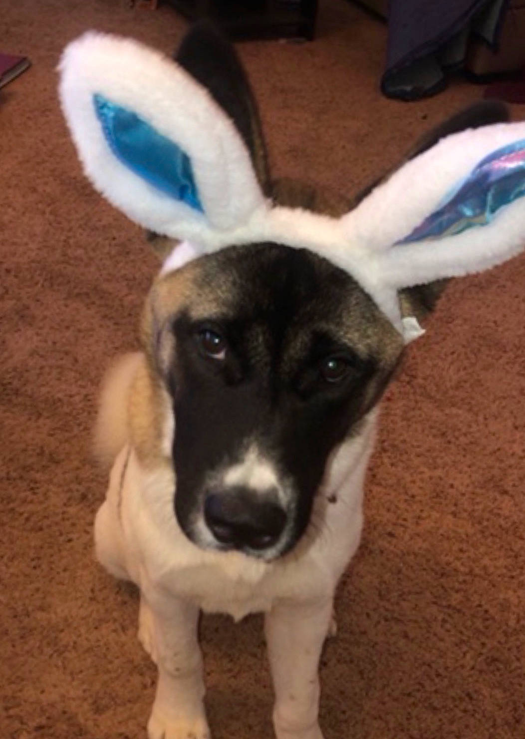 Odin is registered to the contest to win money with this photo: canidae, carnivore, dog, dog_breed, ear, fawn, fur, mammal, nose, rare_breed_dog, snout, sporting_group, tail, vertebrate