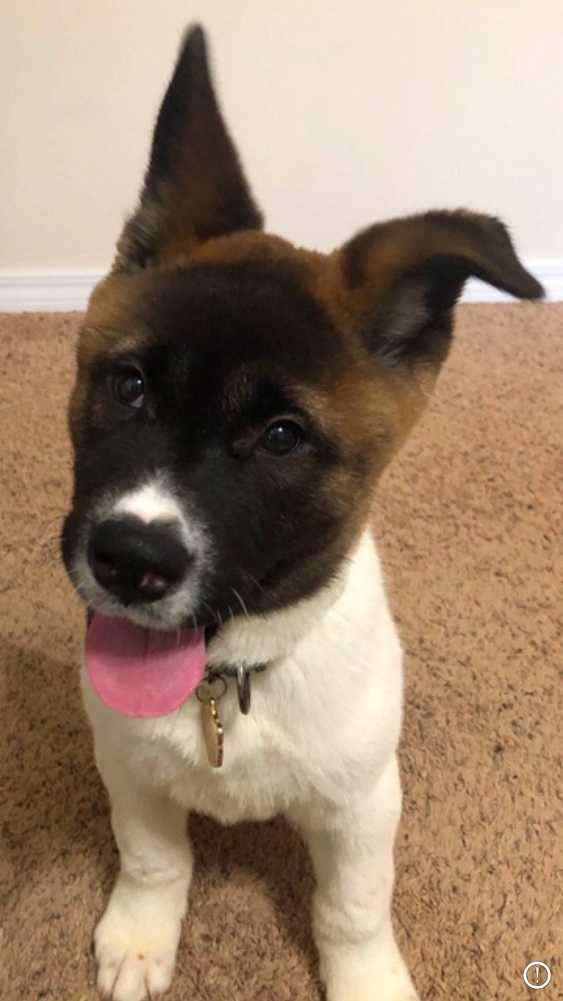 Odin joined the competition — help win amazing prizes! akita, canidae, carnivore, dog, dog_breed, fawn, mammal, puppy, rare_breed_dog, snout, sporting_group, vertebrate, whiskers
