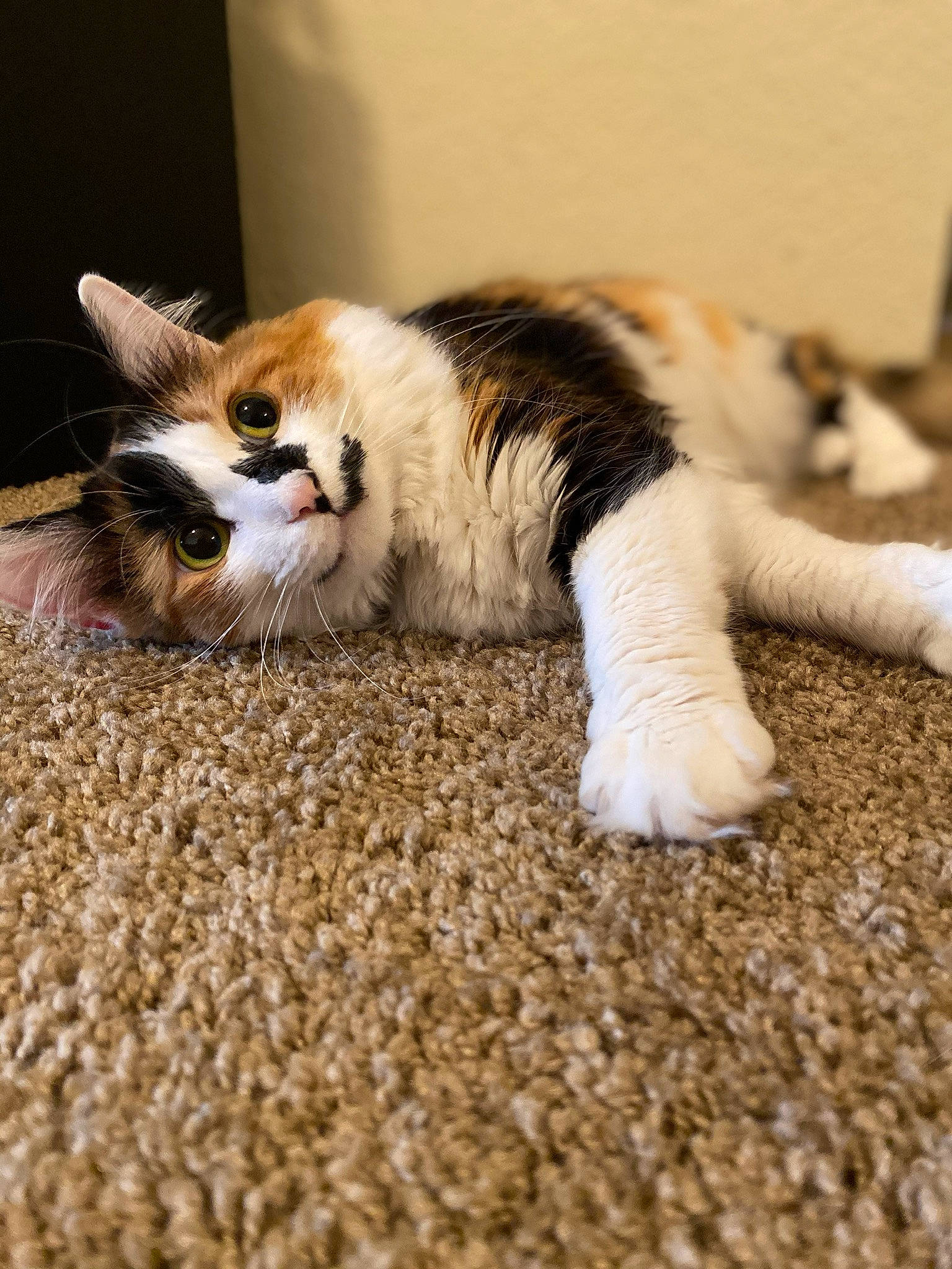 Ella Bear Bewley is registered to the contest to win money with this photo: aegean_cat, carnivore, cat, claw, domestic_short_haired_cat, european_shorthair, fawn, felidae, floor, flooring, fur, kitten, mammal, paw, polydactyl_cat, small_to_medium_sized_cats, snout, tabby_cat, tail, whiskers